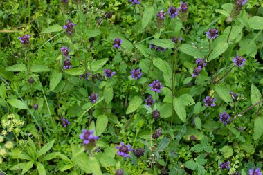Bencillik Çiçekleri Prunella vulgaris bitkisi