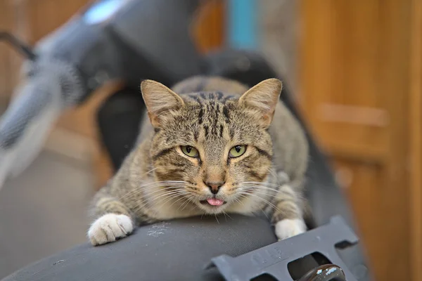 在坦克里 一只坐在摩托车上的猫在镜头前看起来很滑稽 — 图库照片