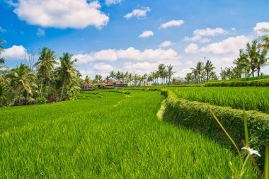 Rice field near Ubud. View from a traditional Warung on the terraces. Reupload after color correction
