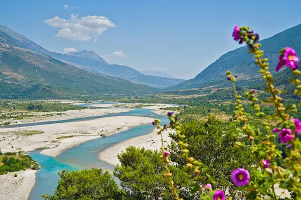 stock image Vjosa river valley viewed from Tepelena. Pink flowers in the foreground which disappeared on week later