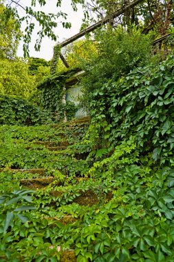 Cirokastra 'da terk edilmiş bir binada, şatonun Glocktower girişinin yakınında bulunan bitkilerle dolu bir merdiven..