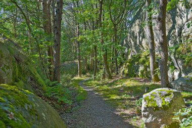 Asperoe adasındaki orman yolu.