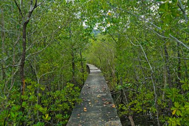 Koh Samui adasındaki Mangrove Ormanı