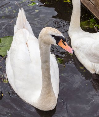Bir Dilsiz Kuğu Yüzüyor, Baş Gagasını ve Küçük Su Damlacıklarıyla Uzun Boyunu Gösteriyor Bulanık Arka Tüylere.
