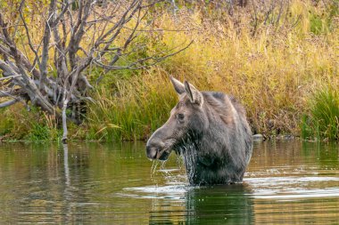Grand Teton NP 'deki gölette beslenen dişi geyik.