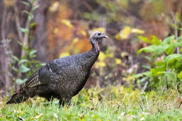 stock image Smoky Mountains Wild Turkey