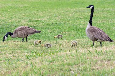Dört Gosling Besleme ile Kanada Kaz ve Gander