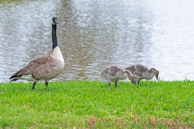 Goslings Göl kenarında Beslenirken Kanada Kaz İzliyor