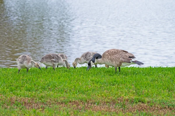 Ganso Canadá Con Goslings Alimentándose Orilla Del Lago — Foto de Stock