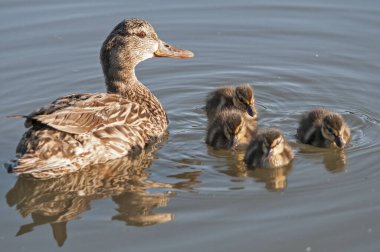 Mallard tavuğu dört yavru ördekle yüzüyor.