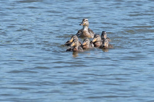 Mallard Hen Swimming Her Young Ducklings — Stock Photo, Image