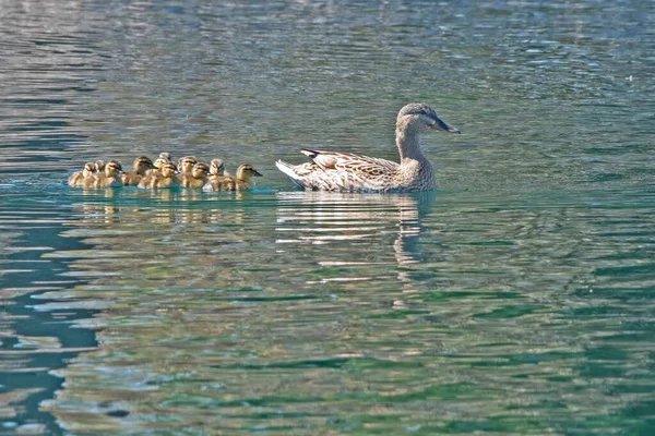 stock image Mallard hen swimming with her young ducklings