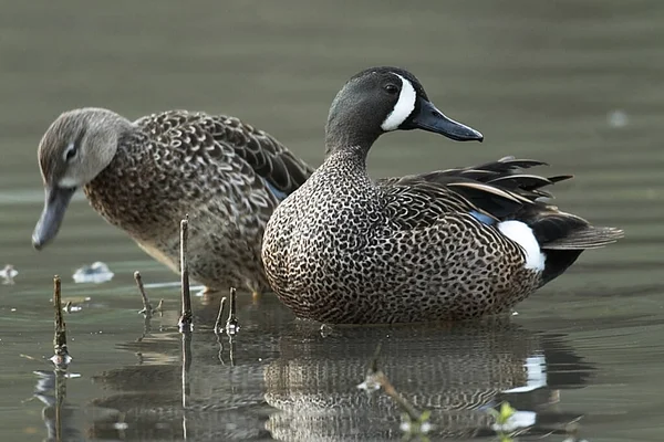 Blue Winged Teal Pair — Stock Photo, Image