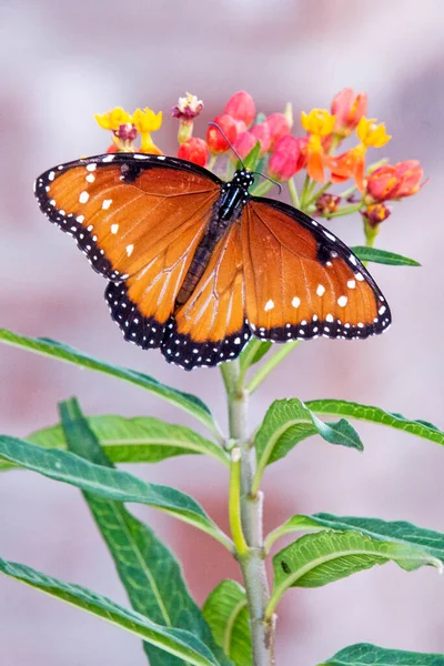 Queen Butterfly Feeding Milkweed Closeup — Stock Photo, Image