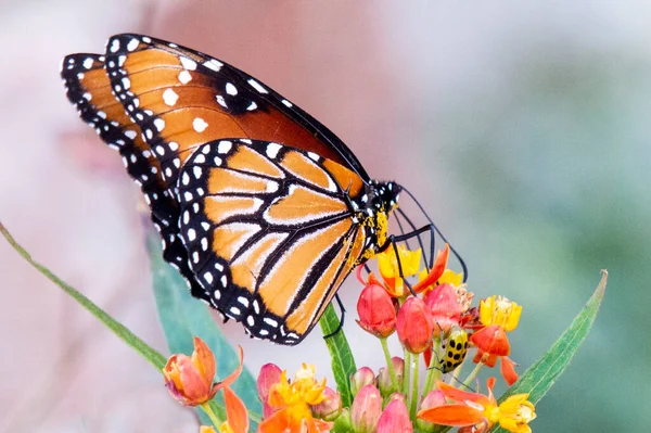 Reina Mariposa Alimentándose Flores Mariposa Lechera Fotos de stock libres de derechos