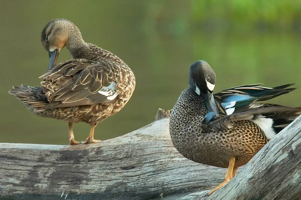 Blue Winged Teal Preening — Stock Photo, Image