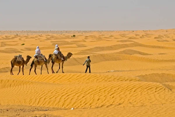 Guía Guiando Dos Viajeros Montando Camellos Desierto Del Sahara Túnez — Foto de Stock