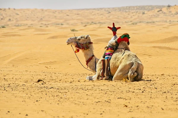 Camello Descansando Desierto Del Sahara Túnez —  Fotos de Stock