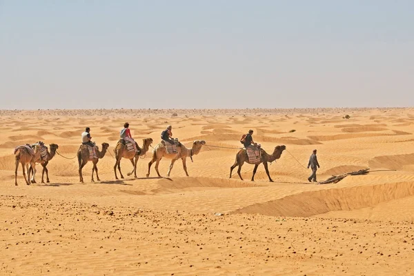 Przewodnik Prowadzący Czterech Podróżników Wielbłądach Saharze Tunezji — Zdjęcie stockowe