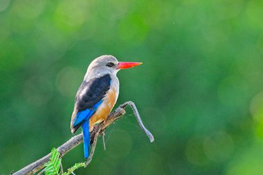 Woodland Kingfisher Tarangire Ulusal Parkı 'nda tünedi.