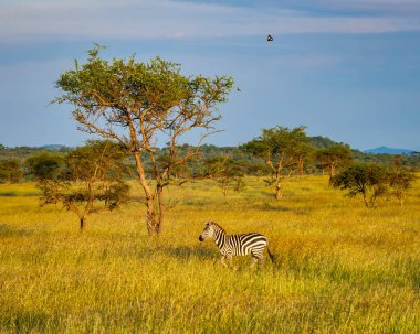 Zebra Serengeti Savannah 'da Yürüyor