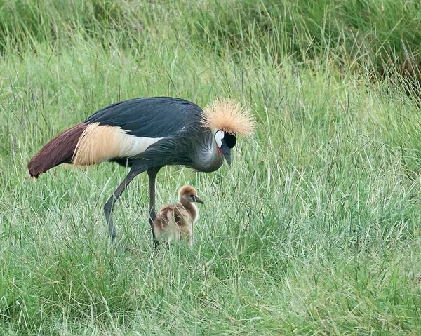 Grå Kran Och Kyckling Utfodring Gräs Serengeti — Stockfoto