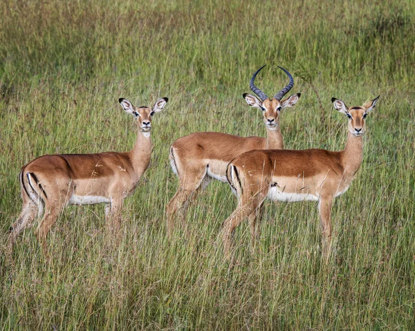 Impalas Macho Hembra Pie Serengeti — Foto de Stock