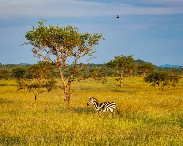 Zebra Walking Serengeti Savannah — Stock Photo, Image