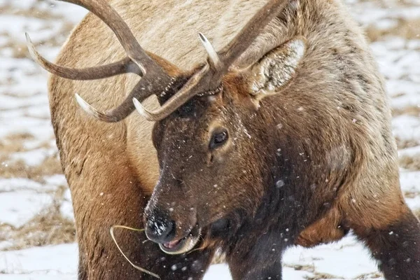 Bull Elk Alimentándose Invierno Cerca Jackson Wyoming —  Fotos de Stock