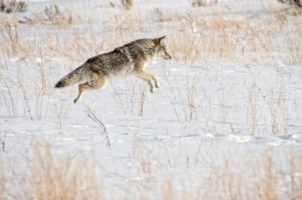 Coyote Chassant Ses Proies Dans Champ Enneigé Près Jackson Wyoming — Photo