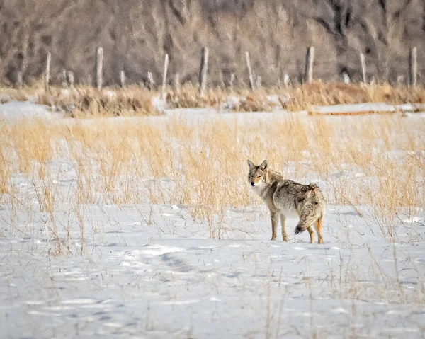 Coyote Στέκεται Στο Χιόνι Καλύπτονται Τομέα Κοντά Jackson Wyoming — Φωτογραφία Αρχείου