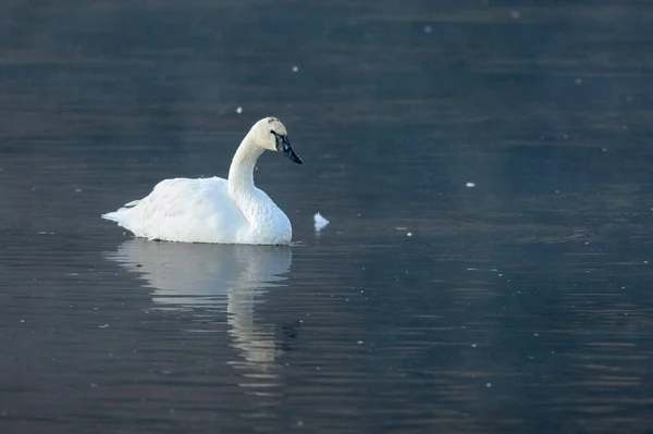 Trumpeter Swan Alone Pond Jackson Wyoming — Stock Photo, Image