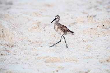Dowitcher yiyecek ararken sahilde yürüyor.
