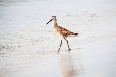 Dowitcher sörfte ön planda yansımayla yürüyor