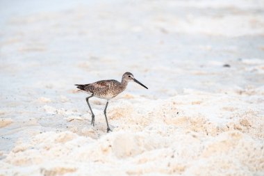 Dowitcher Florida 'da kumlu bir sahilde yiyecek arıyor.
