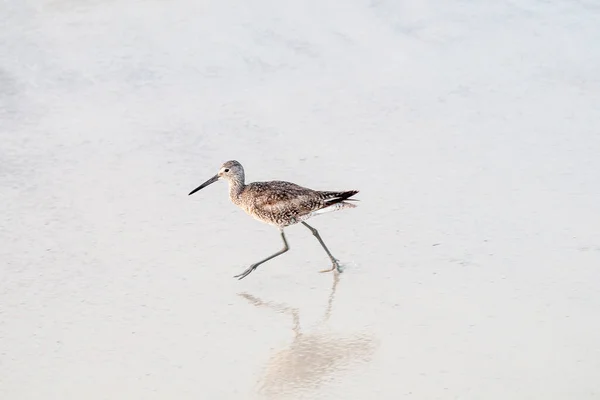 砂浜を反射して歩くダウイッチャー — ストック写真