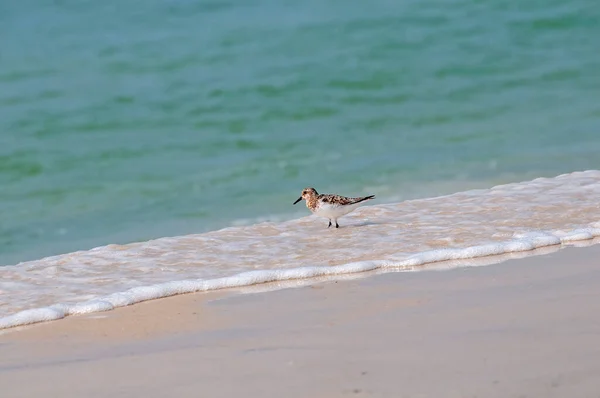 stock image Sanderling wading in the surf searching for food