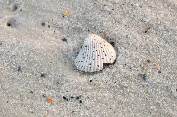 Coquillage Unique Reposant Sur Plage Perdido Key Floride — Photo