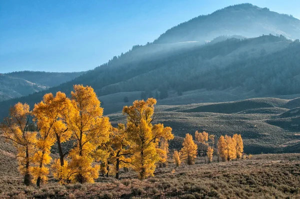 Golden Aspens Yellowstone Lamar Valley — Fotografia de Stock