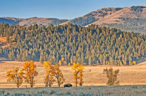 Búfalo Solitário Pastando Perto Aspens Dourados Lamar Valley Yellowstone National — Fotografia de Stock