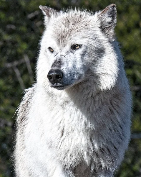 Lobo Branco Sozinho — Fotografia de Stock