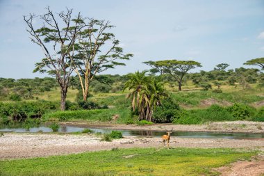 Serengeti 'de bir su birikintisinin yanında yalnız bir Impala koçu duruyor.