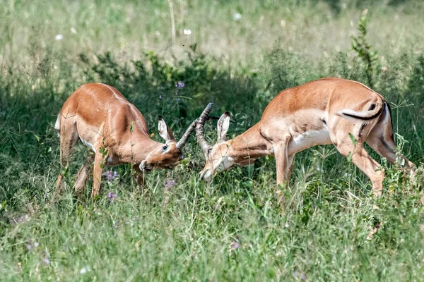 Par Carneros Impala Desparraman Llanura Herbácea Del Serengeti Tanzania — Foto de Stock