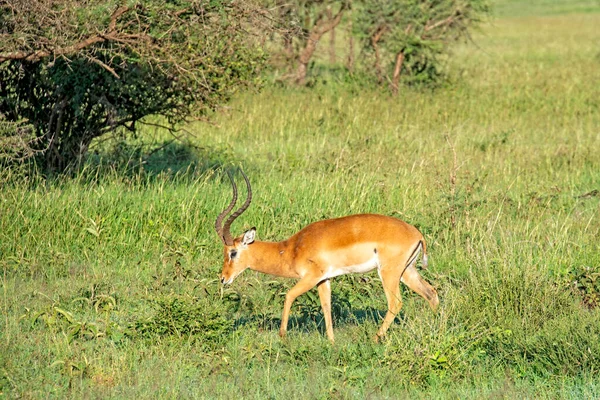 Impala Ram Pastando Serengeti Tanzania — Foto de Stock