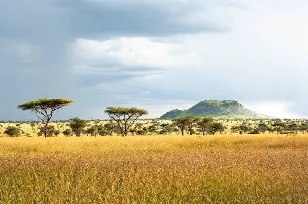 Nubes Tormenta Reúnen Sobre Los Árboles Acacia Serengeti — Foto de Stock