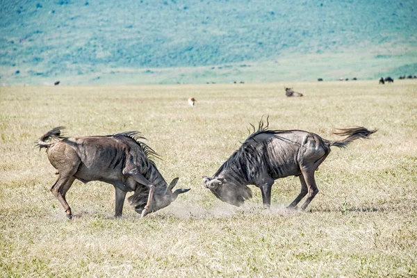 Dos Ñus Luchan Por Dominio Territorial Cráter Ngorongoro Tanzania — Foto de Stock
