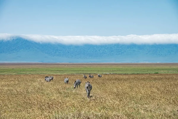 Pequeño Grupo Cebras Caminando Través Hierba Cráter Ngorongoro Tanzania — Foto de Stock