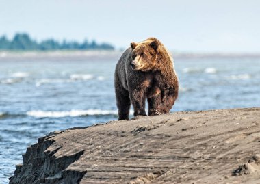 Alaska 'daki Clark Gölü Ulusal Parkı' nda somon arayan kahverengi ayı.