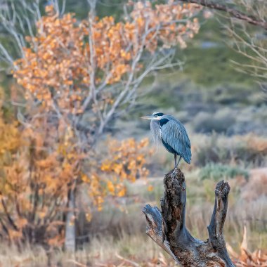 Büyük mavi balıkçıl Bosque del Apache, New Mexico 'daki ölü ağaç kütüğüne tünemiş.
