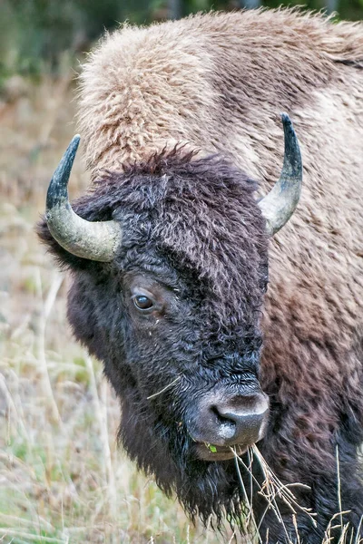 Buffel Utfodring Nära Fiskebron Yellowstone National Park — Stockfoto